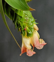 Costus bracteatus