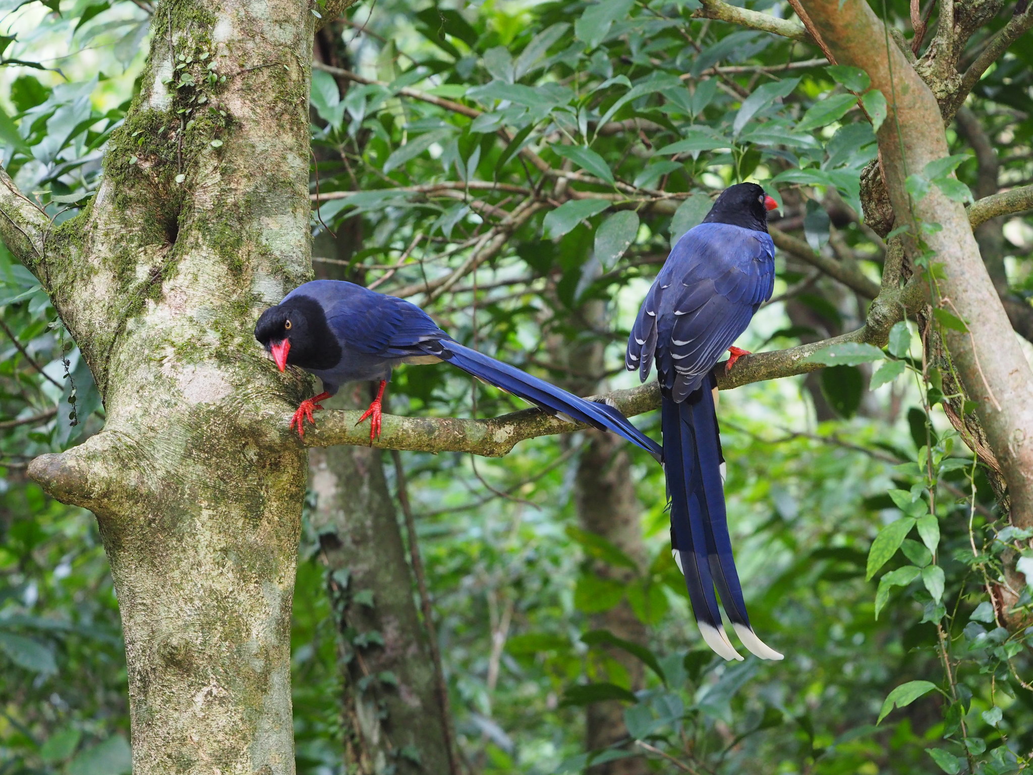 Taiwan Blue Magpie