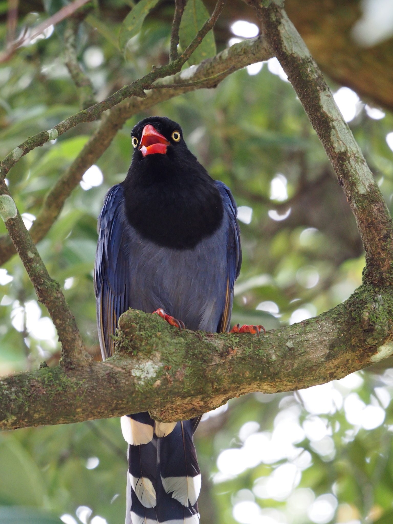 Taiwan Blue Magpie