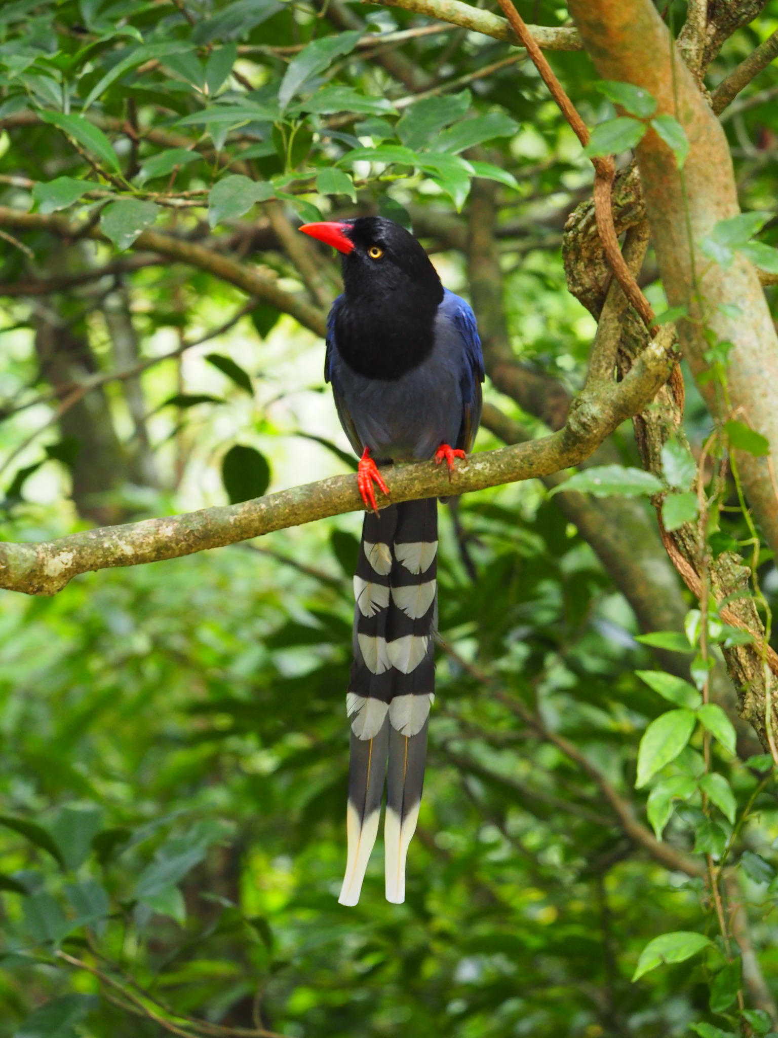 Taiwan Blue Magpie