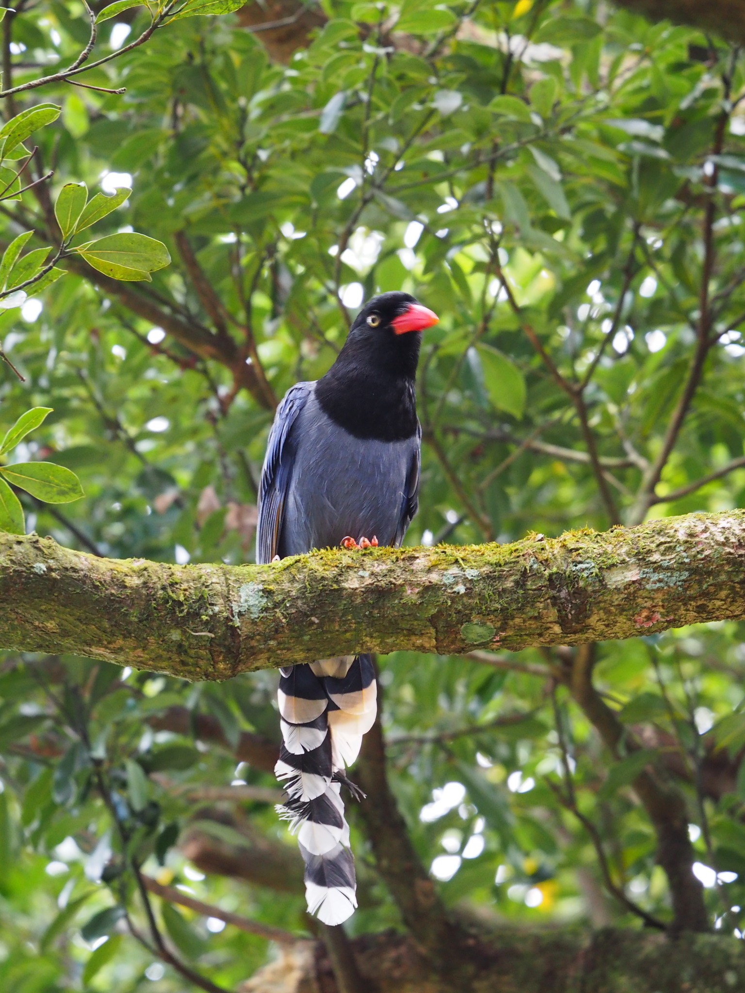Taiwan Blue Magpie