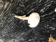 Hygrophorus graveolens