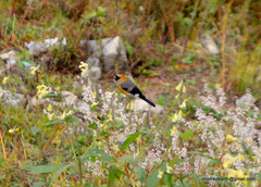 Pyrrhula erythrocephala