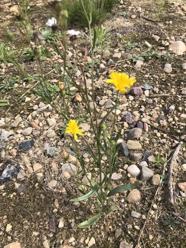 narrow-leaved hawksbeard