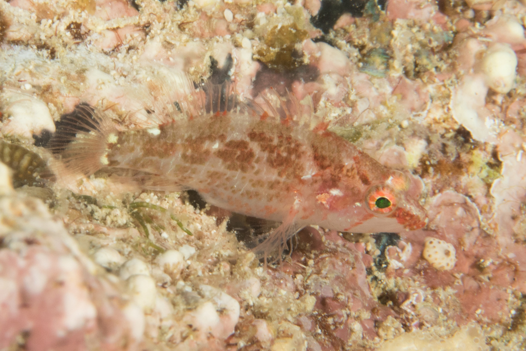 Longfin Perchlet