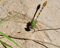 Erpetogomphus crotalinus