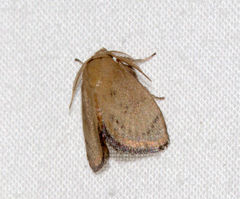 Spatulifimbria castaneiceps