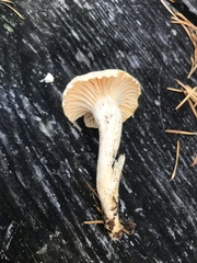Hygrophorus graveolens