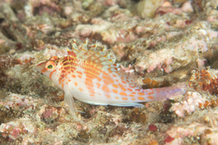 Cirrhitichthys falco