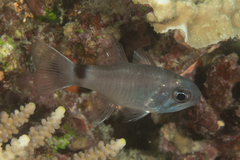Nectamia savayensis