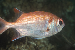 Scarlet Soldierfish photo 3