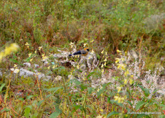 Pyrrhula erythrocephala