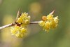 Lindera praecox - Photo (c) 空猫, some rights reserved (CC BY-NC), uploaded by 空猫