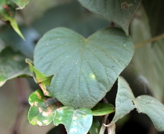Argyreia sericea