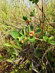 Wikstroemia elliptica