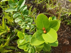Wikstroemia elliptica