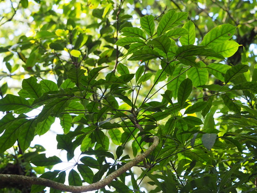 Heptapleurum heptaphyllum