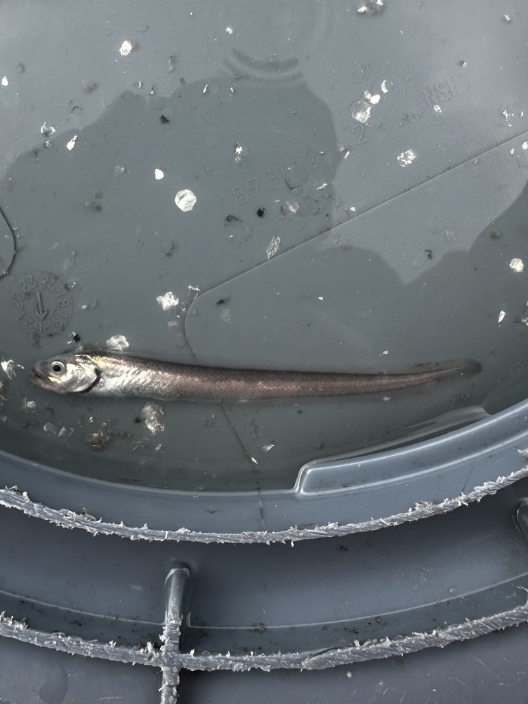 Slankkaak-puitaal (Lycodapus mandibularis) — Zoarcidae