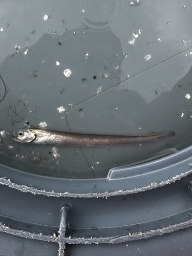 Pale eelpout (Lycodapus mandibularis) — Zoarcidae