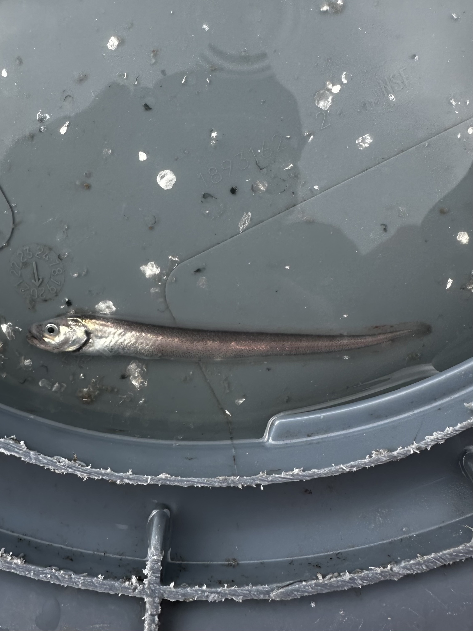 Pallid Eelpout photo 2