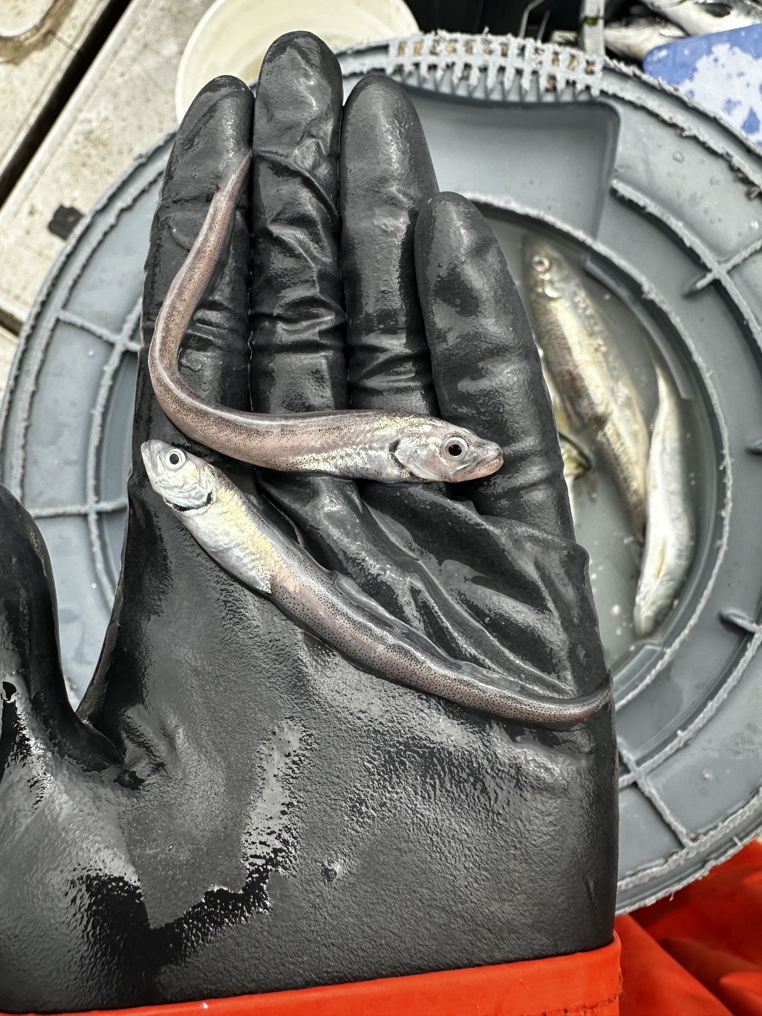Pallid Eelpout photo 3