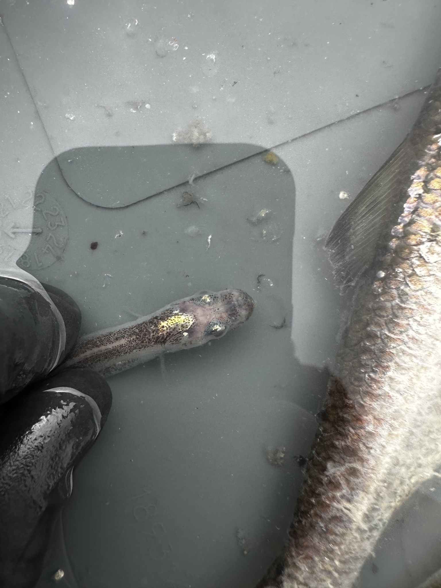 Pallid Eelpout photo 4