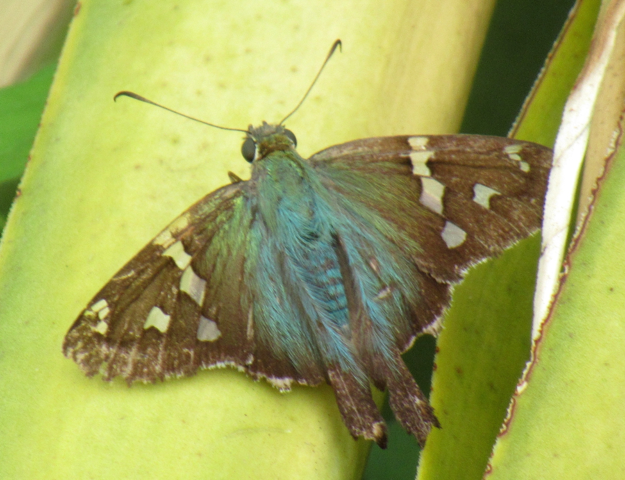 Urbanus proteus image