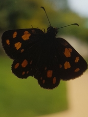 Metisella metis