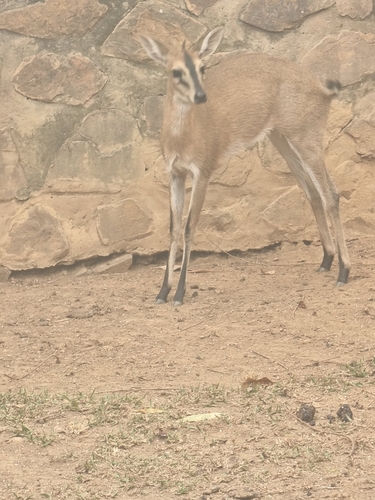 Bush Duiker photographed in Burundi