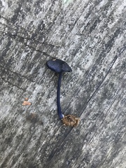Entoloma serrulatum