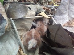 Nyctidromus albicollis