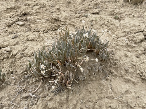 Galisteo Sand Verbena (Abronia bigelovii)