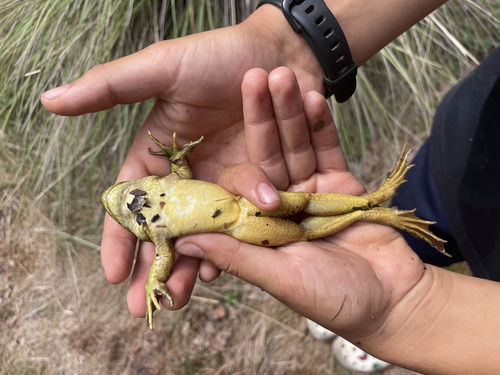 Chiricahua Leopard Frog