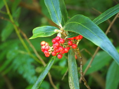 Ardisia crispa