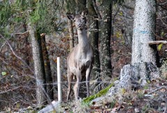 Cervus elaphus elaphus