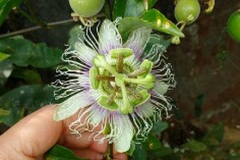 Passiflora edulis edulis