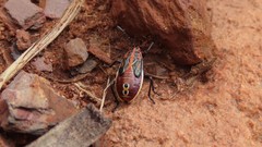 Spilostethus lemniscatus