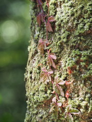 Tetrastigma obtectum glabrum
