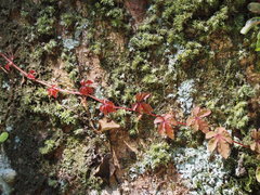 Tetrastigma obtectum glabrum