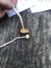 Cortinarius pluviorum