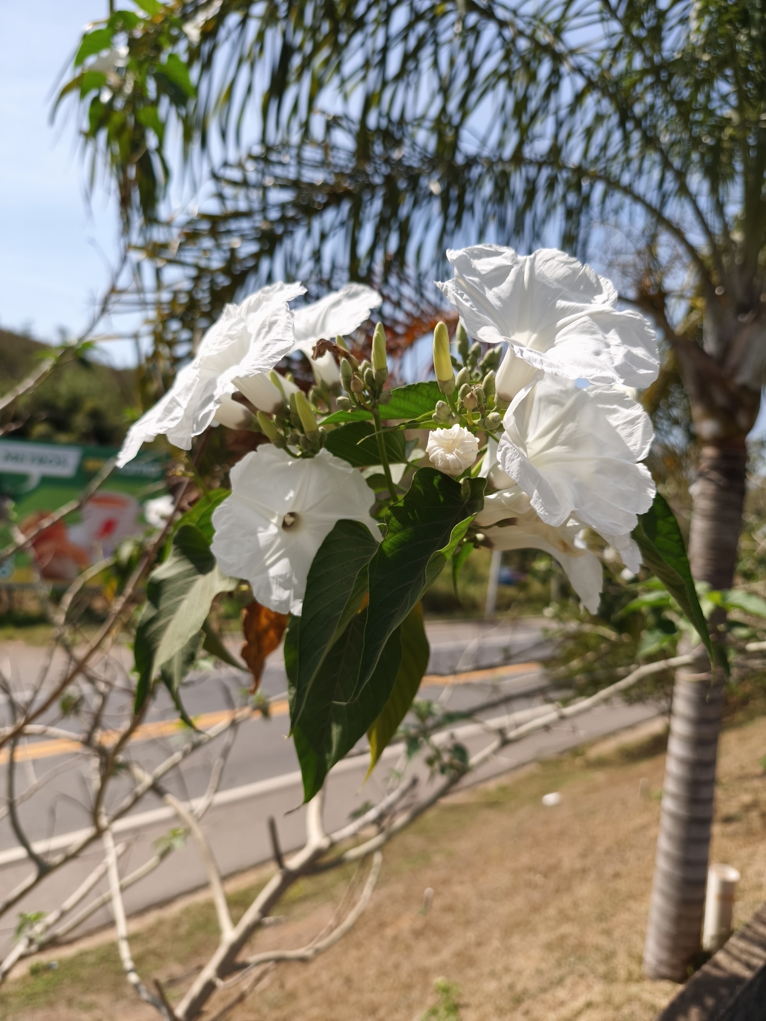 Ipomoea carnea