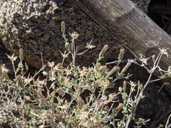 Brickellia frutescens