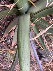 Aloe affinis, photograph (c) katuchka, some rights reserved (CC BY)