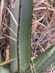 Aloe affinis, photograph (c) katuchka, some rights reserved (CC BY)