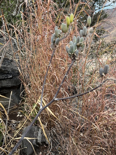 Aloe affinis, photograph 5