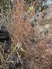 Aloe affinis, photograph (c) katuchka, some rights reserved (CC BY)
