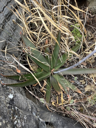 Aloe affinis, photograph 2