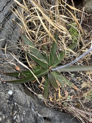 Aloe affinis, photograph (c) katuchka, some rights reserved (CC BY)