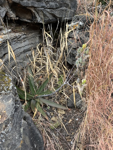 Aloe affinis, photograph 3