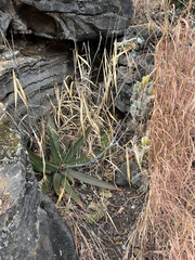 Aloe affinis, photograph (c) katuchka, some rights reserved (CC BY)